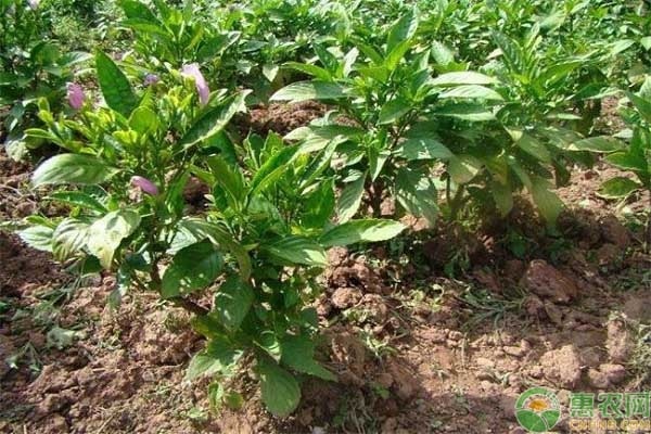 板藍根價格和種植前景